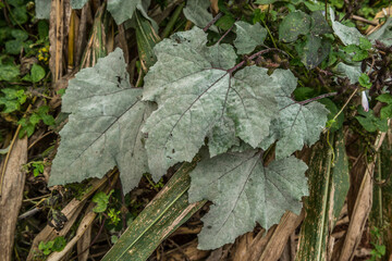 Common cocklebur leaves closeup