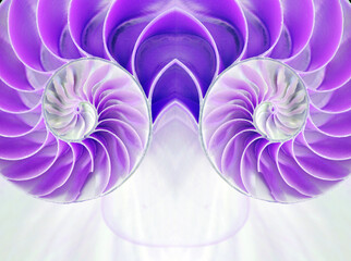 nautilus shell symmetry Fibonacci half cross section spiral golden ratio structure growth close up...