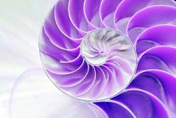nautilus shell symmetry Fibonacci half cross section spiral golden ratio structure growth close up back lit mother of pearl purple violet close up ( pompilius nautilus ) - obrazy, fototapety, plakaty