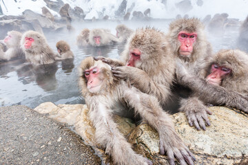 Naklejka premium Group of snow monkeys sitting in a hot spring at Jigokudani Yaen-Koen, Nagano Prefecture, Japan.