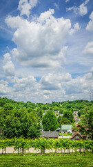 Secluded vineyard in a neighborhood. Missouri wine country.