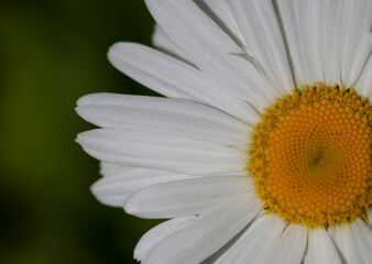 Chamomile flower close-up on a natural background
