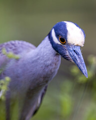 close up of a peacock