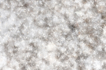 The seeds of the poplar tree as a fluffy background