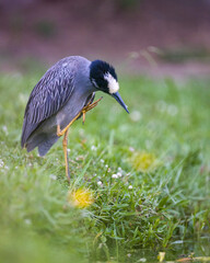 heron