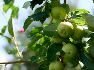 Yellow apples on orchard farm garden closeup of tree branch