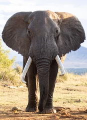 Photo sur Plexiglas Kilimandjaro Large bull elephant