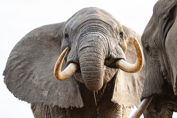 Papier Peint photo autocollant Kilimandjaro Elephant Closeup 