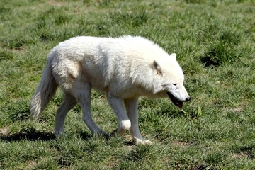 Fototapeta premium loup