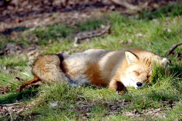renard