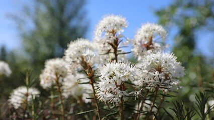 Ledum palustre. Marsh tea during flowering in northern Siberia