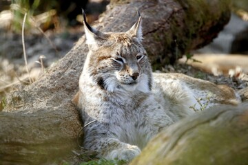 lynx