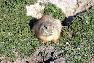 chien de prairie
