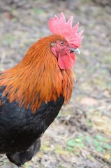 Rooster