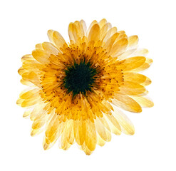 Pressed and dried delicate flower on white background