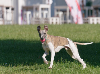 Close-up of a cute Whippet Dog running in the park with the ball in the mouth