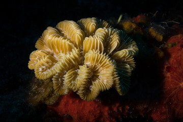 Elongate smooth flower coral (Eusmilia fastigiata forma flabellata) on the reef off the Dutch Caribbean island of Sint Maarten