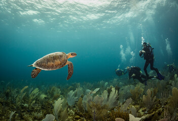 Divers and turtle off the East Coast of the Caribbean island of Boniare