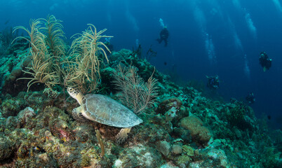 Fototapeta na wymiar Divers and turtle off the East Coast of the Caribbean island of Boniare