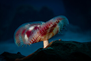 Star horseshoe worm (Pomatostegus stellatus) on the Eel Garden divesite off the coast of Provodenciales, Turks and Caicos Islands