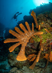 Fototapeta premium Diver explores the wall on the Elephant Ear divesite off West Caicos in the Turks and Caicos Islands