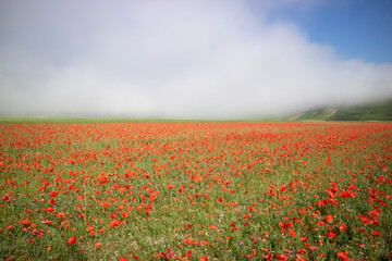 Panoramic view of a red poppy field