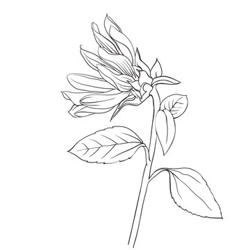 Sunflower. Hand drawn monochrome illustration