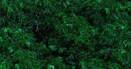 Tropical green leaves background, banner