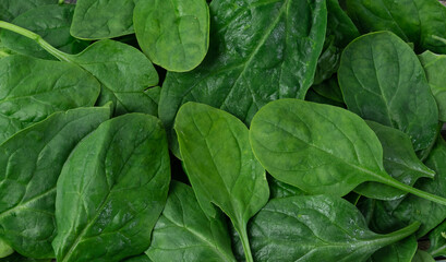 fresh spinach close up view, banner