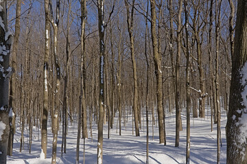 Sunny Mont Royal forest in winter, Montreal, Quebec, canada