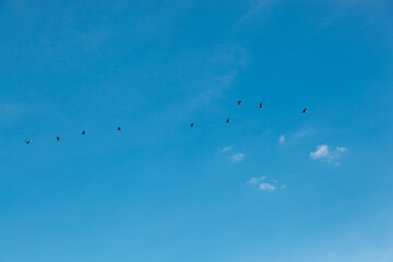 a flock of birds flying in the blue sky