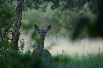 Red deer female, cervus elaphus, cooling  on a spring forest with trees in background, wildlife...