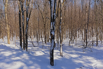 Winter forest in Mont Saint Bruno national park, Quebec, Canada