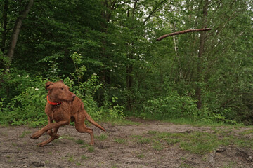 Water games at the lake with a Magyar Vizsla wirehair .