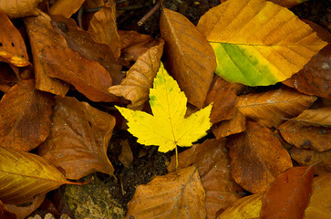 A yellow maple leaf lying on the ground among other fallen leaves