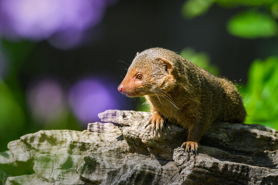 Cute Little Common Dwarf Mongoose