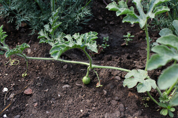 sprout watermelon in the ground