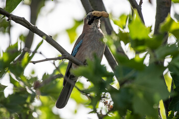 Eichelhäher frisst eine Erdnuss