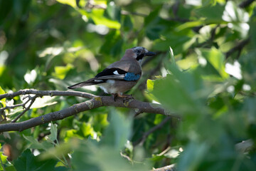 Eichelh&auml;her auf einem Ast