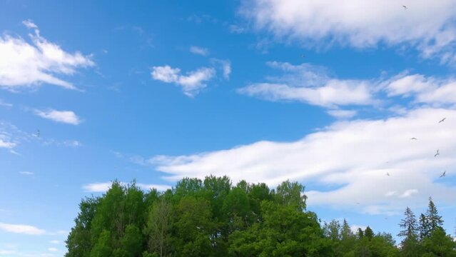 Beautiful white seagulls circling over green tree tops on blue sky background. Sweden.