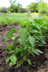 plant. hot pepper in the garden. vegetable garden. pepper blossom and fruit ripening. green sprouts. harvesting on the field.