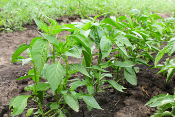 green sprouts. hot pepper in the garden. vegetable garden. pepper blossom and fruit ripening. green sprouts. harvesting on the field.