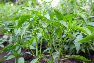 hot pepper in the garden. vegetable garden. pepper blossom and fruit ripening. green sprouts. harvesting on the field.