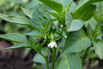 hot pepper in the garden. vegetable garden. pepper blossom and fruit ripening. green sprouts. harvesting on the field.