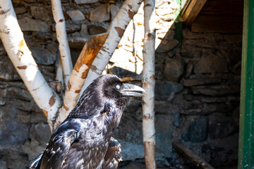 Posing smart bird black crow