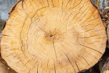 Wooden background.Closeup of round slice of tree with annual rings and cracks. Natural organic texture. Flat surface. Close-up view of yellow tree log cut end. Round cut tree.Macro wood cross section.