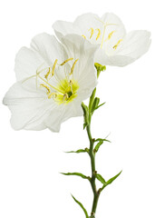Fototapeta na wymiar Two white flower of Oenothera, isolated on white background