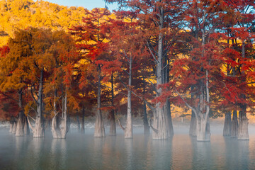 Orange swamp cypresses with early morning light on river with fog on water.