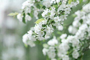 Blooming branch of an Apple tree  on a cold green background of the garden. Selective focus. .