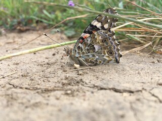 Painted Lady Butterfly